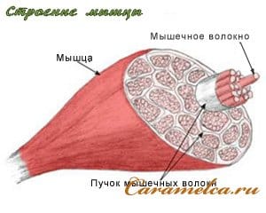 Строение мышцы Строение мышцы