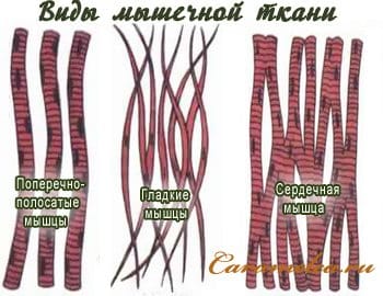 Виды мышечной ткани Виды мышечной ткани